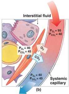 Principles of gas exchange