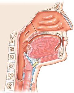 Regions of the pharynx