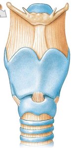 Anterior view of the larynx