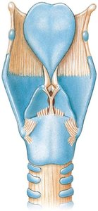 Posterior view of the larynx