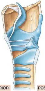 Midsagittal view of the larynx