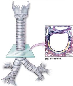 Trachea and cross section
