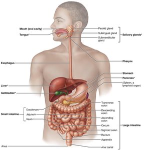 Diagram of the digestive system and accessory organs