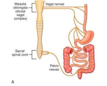 Parasympathetic nervous system pathways to the GI tract