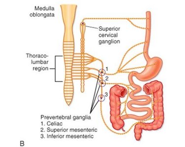 Sympathetic nervous system pathways to the GI tract