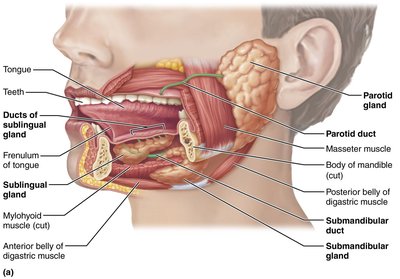 Salivary glands and ducts in the oral cavity