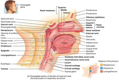 Sagittal section showing the pharynx and esophagus