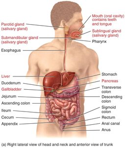 Right lateral view of digestive system and accessory organs