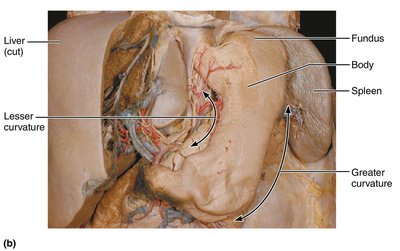 Anatomy of the stomach