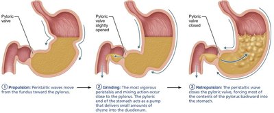 Mechanical digestion in the stomach: propulsion, grinding, retropulsion