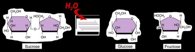 Hydrolysis of sucrose into glucose and fructose