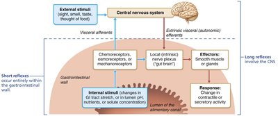 Parasympathetic and sympathetic innervation of the digestive tract