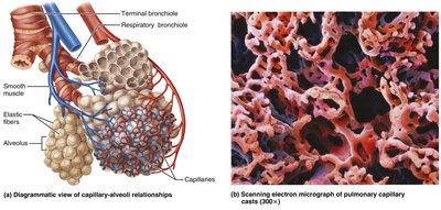 Alveoli and Respiratory Membrane