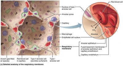 Detailed Anatomy of the Respiratory Membrane
