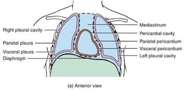 Pleurae and Pleural Cavities