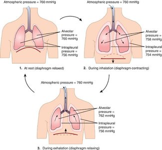 Breathing Cycle and Pulmonary Pressures