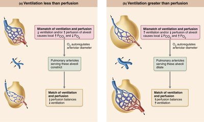 Ventilation-Perfusion Coupling