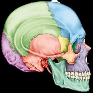 Ethmoid bone highlighted in the skull