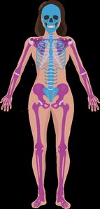 Axial and appendicular skeleton highlighted on a human figure