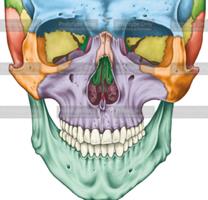 Paranasal sinuses highlighted on a human face