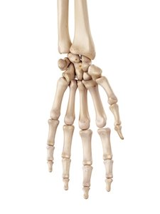 Bones of the hand: carpals, metacarpals, and phalanges