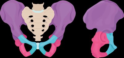 Pelvic girdle with ilium, ischium, and pubis highlighted