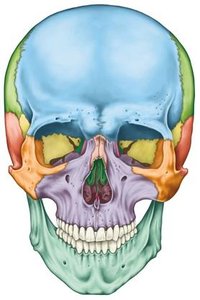 Anterior view of the skull with cranial and facial bones color-coded
