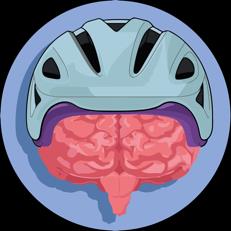 Brain protected by a helmet, illustrating the protective function of the skull
