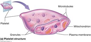 Platelet structure
