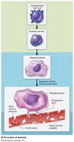 Platelet formation
