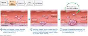 Platelet plug formation