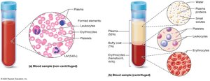 Blood sample layers and components