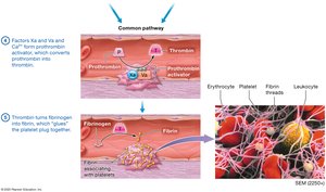 Coagulation cascade summary