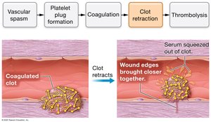 Clot retraction