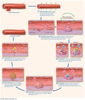 Big Picture of Hemostasis