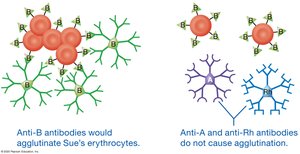 Blood transfusion compatibility
