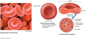 Erythrocyte structure and composition
