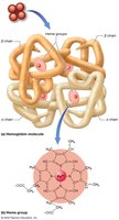 Hemoglobin structure