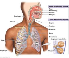 Anatomy of the respiratory system, showing upper and lower respiratory structures