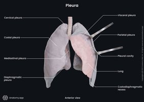 Anatomical view of pleura and pleural cavity