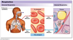 Diagram of external and internal respiration