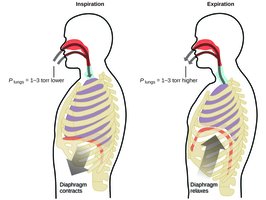 Diagram of inspiration and expiration mechanics