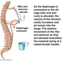 Movement of ribs and diaphragm during inhalation