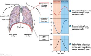 Pressure and volume changes during respiratory cycle