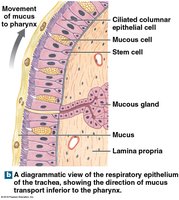 Diagrammatic view of respiratory epithelium in trachea, showing mucus transport