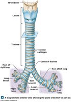 Anterior view of trachea and bronchial tree
