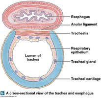 Cross-sectional view of trachea and esophagus