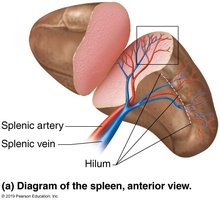 Diagram of the spleen, anterior view