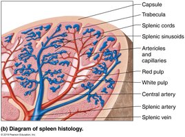 Diagram of spleen histology