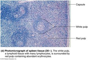 Photomicrograph of spleen tissue